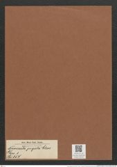 Navicula jugata Cleve (de-Toni-Nr.: Genus 1, Species 357) Zeichnungen Sammlung Grunow Mappe 00316 (Herbarium_W_Grunow_drawings_Folder_00316)